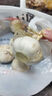 紫白皮蒜水果大蒜超市即食生鲜蔬菜大蒜 【尝鲜】3头 50g 单果3.5-5cm 实拍图