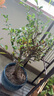 原生长寿冠海棠花盆栽四季开花树苗花卉植物室内盆景老桩耐寒好养 25年精品海棠盆景老桩【四季开花】 不含盆 实拍图