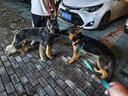 冠能狗粮大中型犬幼犬狗粮2.5kg 全价狗粮 含牛初乳 实拍图