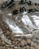 麦富迪狗粮 藻趣儿狗粮成犬粮牛肉螺旋藻 均衡营养15kg/30斤 实拍图
