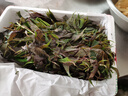 农大姐妹香椿 香椿芽新鲜露天香椿芽叶 山东露天红油香椿  季节原因偏绿 现摘嫩芽2斤（顺丰冷链） 实拍图