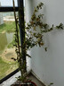 正宗红木香花苗四季开花爬藤植物浓香型特大苗甜蜜黄木香盆栽 清香型黄木香 中苗1米-1.2米 实拍图