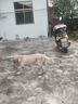 安踏户外软壳裤丨大地之壳2.0防泼水考杜拉运动长裤男梭织耐磨徒步裤 实拍图