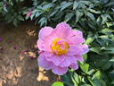 优洁士去油渍衣服去油王干洗剂洗衣神器衣领净衣物渗透剂羽绒服清洗剂 衣物去油王230ml-预洗 实拍图
