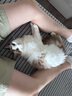 普安特宠物猫咪驱虫药体外驱虫滴剂幼猫跳蚤寄生虫非泼罗尼爱滴克 实拍图