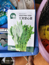 北蔬 孔雀菜种子苗生菜四季绿叶菜阳台种盆栽蔬菜种籽 孔雀菜种子10g 实拍图