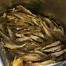 香海 香酥小黄鱼原味250g/袋 温州特产肉干肉脯休闲零食黄鱼酥小吃 实拍图