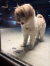 麦富迪 宠物狗狗零食 成犬幼犬训狗奖励鸡肉卷甘薯400g 实拍图