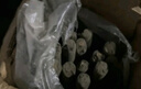 力克文畜牧养殖场专用蚊香棒艾草兽用蚊香猪圈猪场专用户外苍蝇蚊香室外 三合一棒香1.2米200根 实拍图