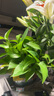 双盟绿萝盆栽除甲醛花卉绿植办公室新房净化空气180加仑4盆装源头直发 实拍图