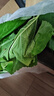 蚕菇凉 新鲜桑叶【当天发货】现摘嫩桑叶大小蚕宝宝食物纯叶片农家自种 桑叶200克【买2送1】 实拍图