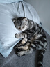 皇家成猫 户外成猫 O30 通用粮 12月以上 4KG 实拍图