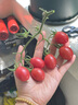 润本植物精油贴防护贴60片×2袋儿童成人户外植物精油贴彩色版 实拍图