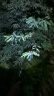 【亮如白昼】LED强光手电变焦远射超高续航户外多功能可充电便携 旗舰款爆亮变焦 实拍图