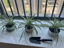 【京东物流】园艺铲户外小铲子铁铲除草赶海种菜种花铲土 胶柄宽铲 实拍图