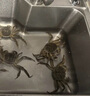【活蟹】漁家师傅大闸蟹2-2.3两6只去绳足重鲜活螃蟹六月黄现货生鲜水产礼盒源头直发 实拍图