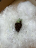 韩版汤圆奶酪多肉植物盆栽套餐新手办公室内萌肉创意绿植花卉 汤圆小苗2厘米【1颗】 实拍图