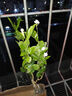 意轩花卉盆栽白茉莉白色茉莉花苗重瓣茉莉白茉莉盆栽茉莉 白茉莉3年苗【带花苞】 实拍图