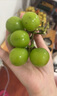 京鲜生 新疆无籽露 无核白葡萄 净重3.5斤原筐 生鲜水果 酸甜易掉粒  实拍图