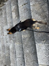 宠德多狗绳狗狗牵引绳遛狗绳胸背带狗链子防爆冲中大型犬金毛拉布拉多 黑色 M（建议24-46斤） 实拍图