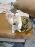 麦富迪猫零食 冻干羊奶棒 幼猫成猫奶猫营养奶酪棒磨牙棒宠物猫咪零食 羊奶鸡肉原味100g 实拍图