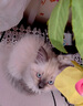 麦富迪猫条 舒然鱼油猫条猫咪零食成幼猫美毛亮毛三文鱼14g*10支 实拍图