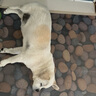 疯狂小狗中大型犬狗粮成幼犬40斤装宠物柯基边牧金毛拉布拉多鸡肉燕麦20kg 实拍图