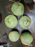 京氿生绿宝甜瓜当季头茬脆甜香瓜时令孕妇水果绿宝石小蜜瓜整箱源头直发 【尝鲜自吃】3斤装(约5-9个) 实拍图