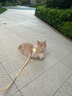 snowpaws猫咪牵引绳猫绳胸背带遛猫绳溜猫绳子背心宠物防挣脱逃脱背带链子 实拍图
