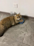 果饭儿系列三文鱼猫罐头80g*48罐（汤汁型）猫咪零食猫湿粮 实拍图