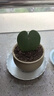 行湘一片心仙人掌多肉植物钱串子多肉盆栽  一片心+素陶盆 源头直发 实拍图