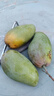 正宗攀枝花凯特芒大青皮芒果 （全国仓发货） 净重4.5斤单果150g+ 实拍图