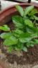 【雅之典】重瓣茉莉花盆栽室内观花植物四季好养带花苞开花不断绿植 (推荐款)茉莉花10-12颗【原盆】 好养活 实拍图