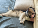 欢宠网伊丽莎白圈猫宠物狗猫咪狗狗绝育软项圈头套脖套防舔防咬脖圈耻辱 实拍图