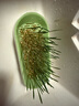 疯狂的主人猫草+6袋小麦种子盆栽无土水培薄荷化去毛球助排毛猫咪零食成幼猫 实拍图