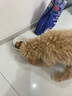 LEGENDSANDY蓝氏狗粮真鲜乳鸽中小型犬泰迪比熊生骨肉冻干鲜肉犬粮1.5kg3斤 实拍图