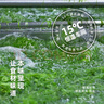 盖世 调味裙带菜2斤装 芥末味即食海藻沙拉 海草海白菜 聚餐 实拍图