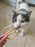 HELLOJOY猫咪指甲剪专用小盲剪狗狗指甲钳小猫指甲钳圆孔新手防抓防咬 实拍图