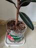 尚洋植物营养土通用种菜养花土壤盆栽种植土兰花多肉泥炭椰土15L 实拍图