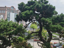 小罐茶组合茶叶小罐茶园·福满山河大红袍茶特级普洱滇红茶一级6罐330g 实拍图