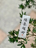 金霸王 7号七号碱性干电池 耳温枪血糖仪无线鼠标键盘遥控器血压计血糖仪等 LR03/AAA 20粒【整盒】 实拍图