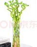萌肉居富贵竹水培绿植转运竹花卉10根约50cm高富贵弯竹不含瓶源头直发 实拍图