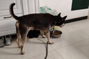 索米拉（Suomila）狗狗绳子牵引绳加长加粗反光小中大型犬宠物用品狗链子2.5m 黑色 实拍图
