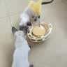 HELLOJOY猫玩具猫咪自嗨解闷神器转盘逗猫棒猫猫冻干漏食球小猫用品不倒翁 实拍图