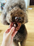 疯狂小狗宠物狗狗零食磨牙棒洁齿 小型犬洁齿甜甜圈鸭肉味80g（40g*2） 实拍图