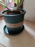 花盆绿植盆栽加厚塑料简约多肉小盆阳台客厅月季玫瑰大号家用花盆 矮款0.5加仑(口径10cm)2个盆 配套托盘 实拍图