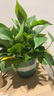 双盟绿萝盆栽除甲醛花卉绿植办公室新房净化空气180加仑4盆装源头直发 实拍图