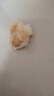 小鸡活宠物小鸡活苗家养观赏小黄鸡网红萌宠鸡活体幼崽迷你鸡幼苗 宠物小黄鸡3只 实拍图