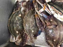 渔吻【鲜活】青岛梭子蟹活螃蟹海蟹礼盒飞蟹梭子蟹花蟹白蟹 鲜活梭子蟹2斤6-8只 实拍图
