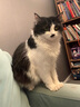 皇家（ROYAL CANIN）猫粮慕斯猫罐头湿粮奶糕幼猫粮全价粮 欧洲原装进口猫咪主食罐头 【585g 猫奶糕罐头】195g*3罐 实拍图
